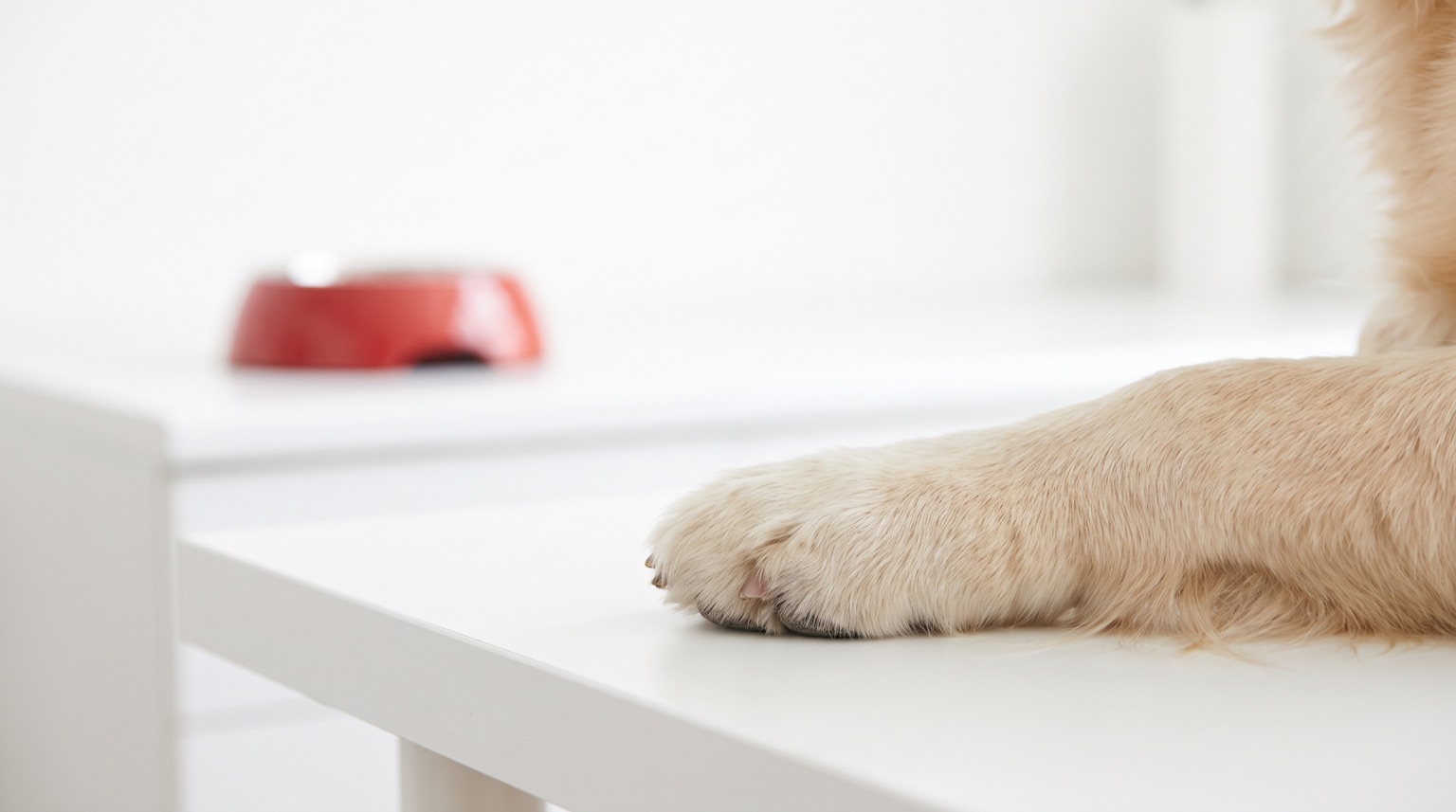 Pata de golden retriever apoyada sobre una mesa de exploración veterinaria blanca